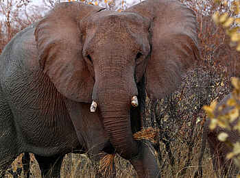 Ghoha Hills Savuti Lodge: Im Reich der Elefanten