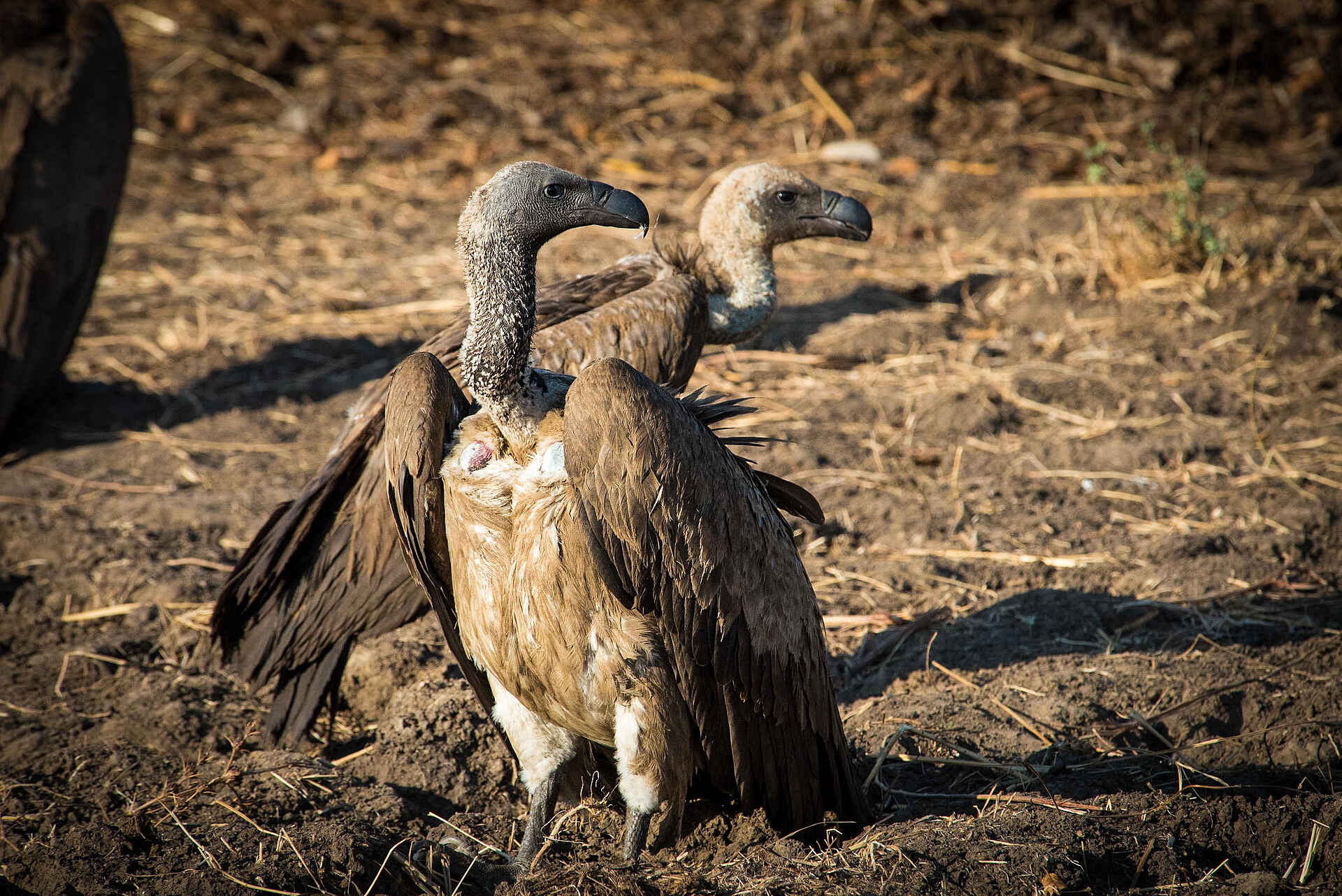 Great Tsau Hill Camp: Geier