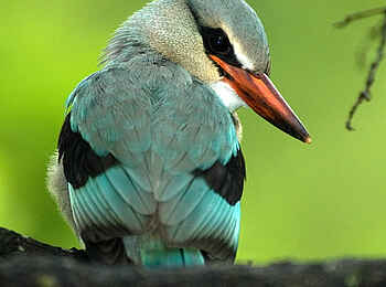 Jongomero Camp: Woodland Kingfisher