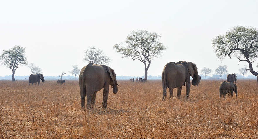 Kaingo Walking Safari: Elefantenherde Kaingo Walking Safari: Elefantenherde