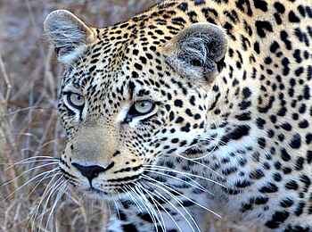 KaingU Safari Lodge: Leopard
