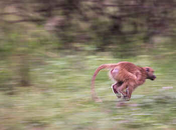 Kanana-Nyana-Camp: Pavian