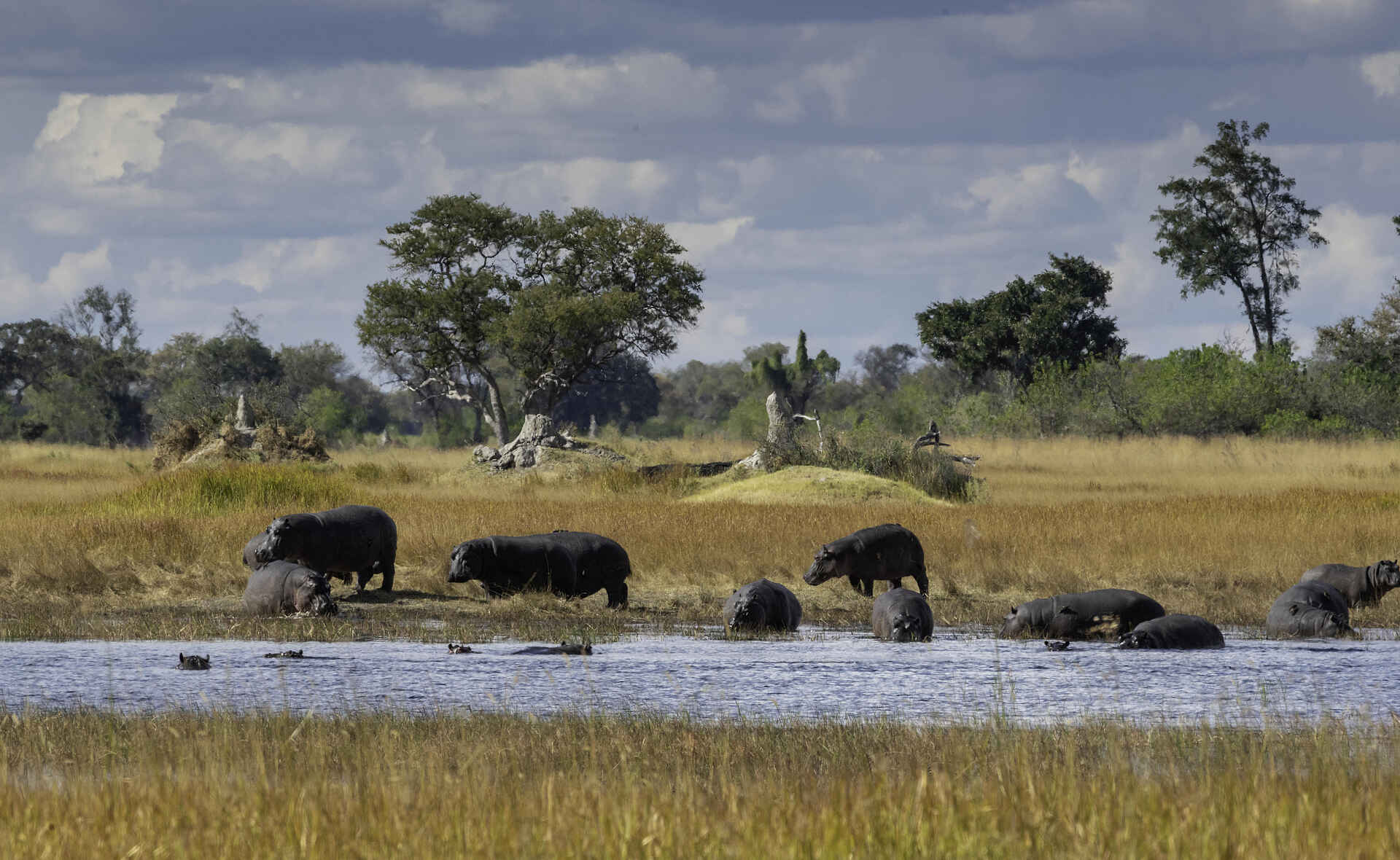 Kiri Camp: Nilpferde am Wasser