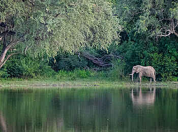 KuKaya: Ein Elefant am Wasser KuKaya: Ein Elefant am Wasser
