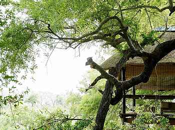 Londolozi Tree Camp: Natur um das Camp
