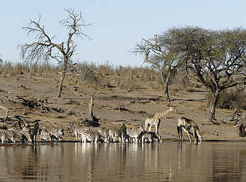 Meno a Kwena Camp: Am Fluss Meno a Kwena Camp: Am Fluss