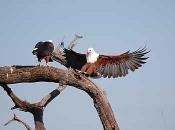 Muchenje Safari Lodge: Landender Fischadler
