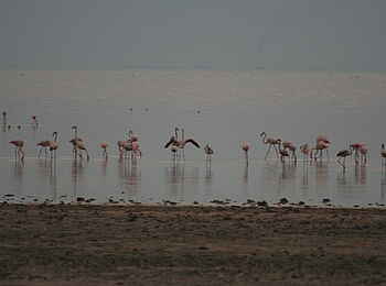 Nata Bird Sanctuary: Flamingos Nata Bird Sanctuary: Flamingos