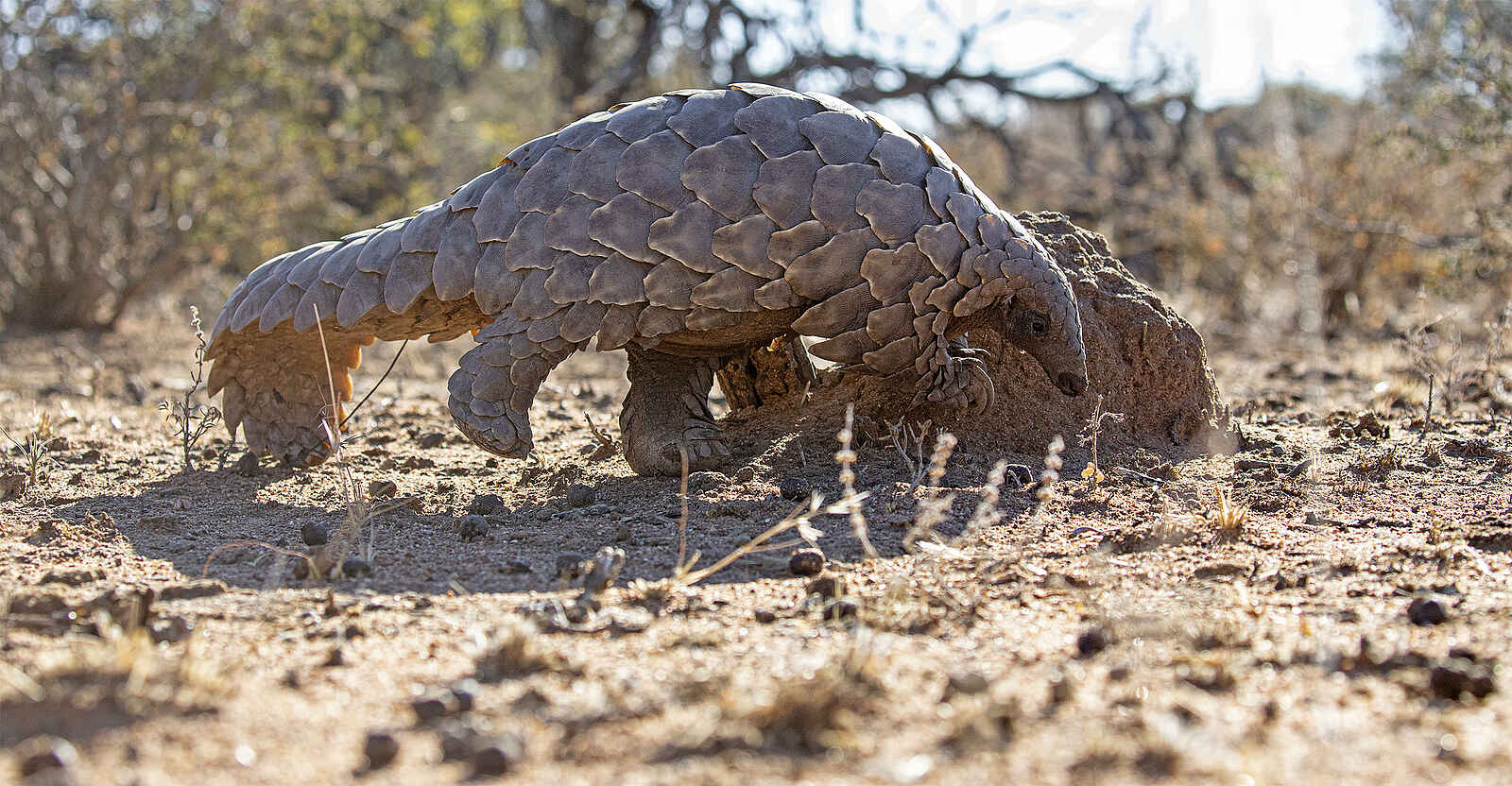 Okonjima Plains Camp: Seltenes Schuppentier Okonjima Plains Camp: Seltenes Schuppentier