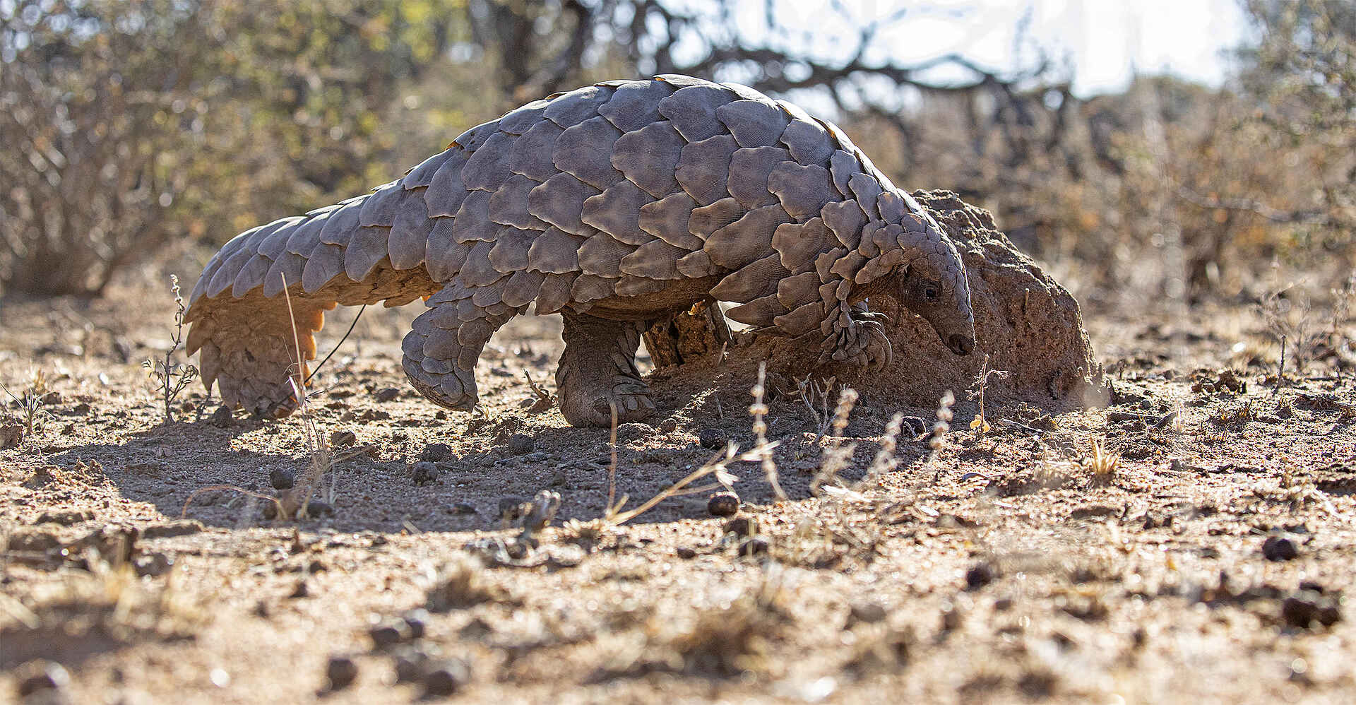 Okonjima Plains Camp: Seltenes Schuppentier