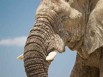 Onguma Forest Camp: Nahaufnahme