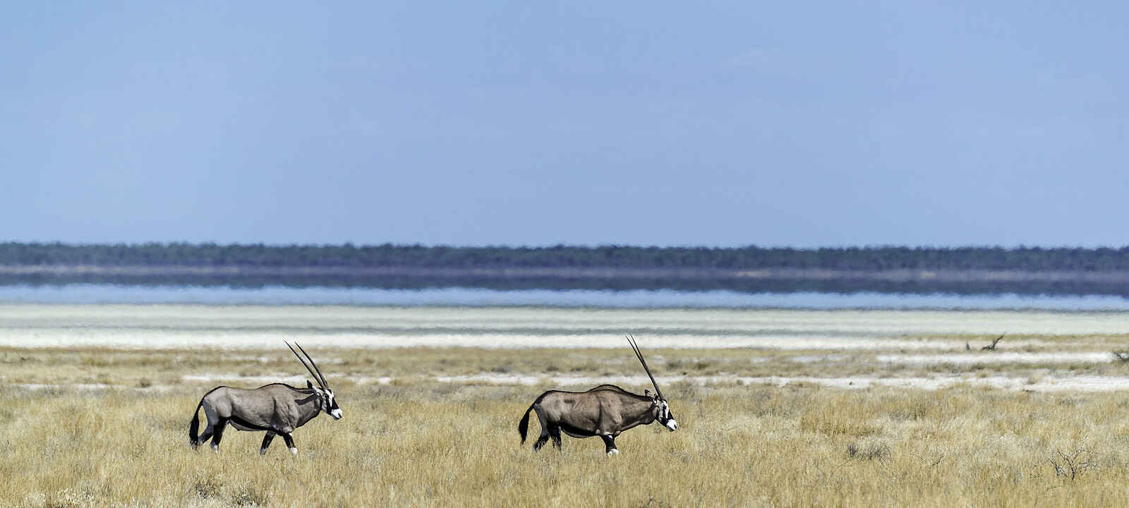 Onguma Tented Camp: Oryx Antilopen Onguma Tented Camp: Oryx Antilopen