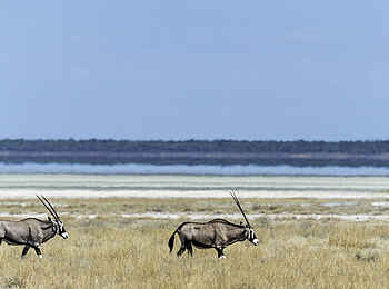Onguma Tented Camp: Oryx Antilopen 