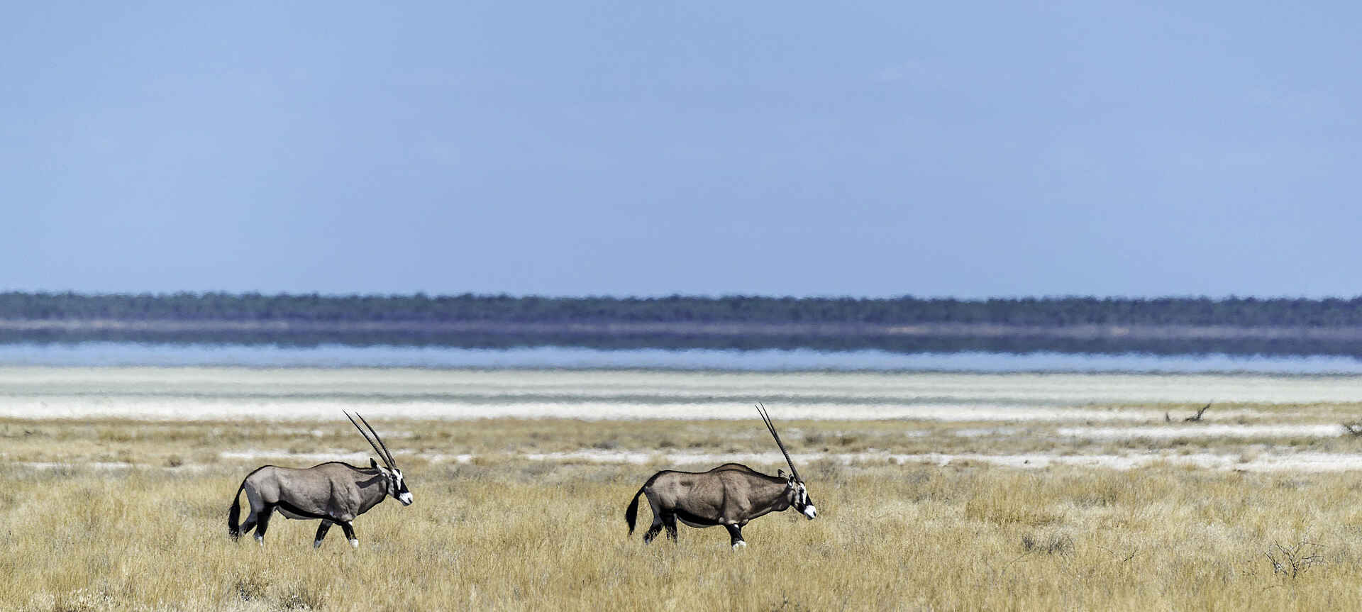 Onguma Tented Camp: Oryx Antilopen