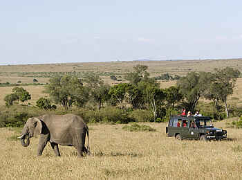 Rekero Camp: Elefant