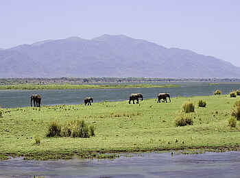 Ruckomechi Camp: Landschaft mit Elefanten Ruckomechi Camp: Landschaft mit Elefanten