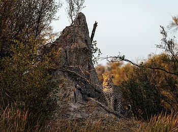 Sable Alley Camp: Leopard an Termitenhügel