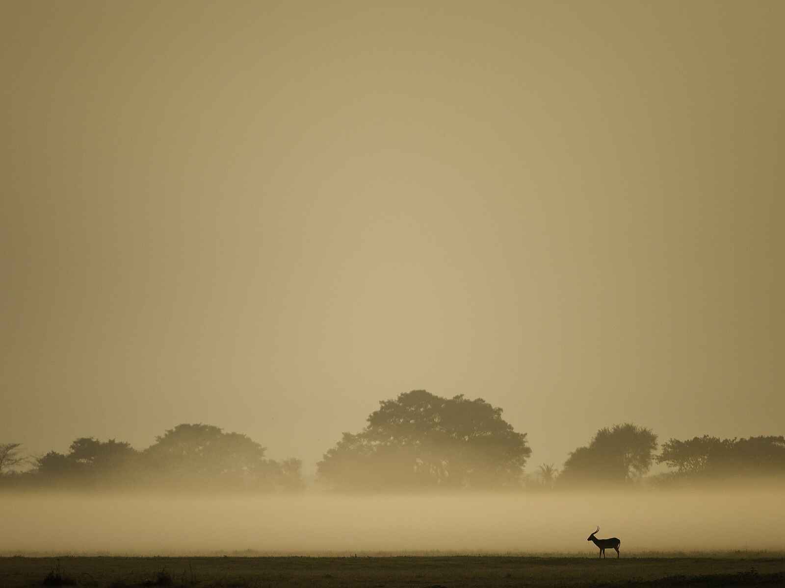 Shumba Camp: Antilope Shumba Camp: Antilope