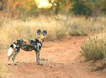 Simbavati Camp George: Ein Wildhund Simbavati Camp George: Ein Wildhund