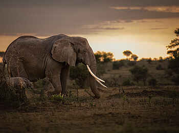 Singita Milele: Elefanten