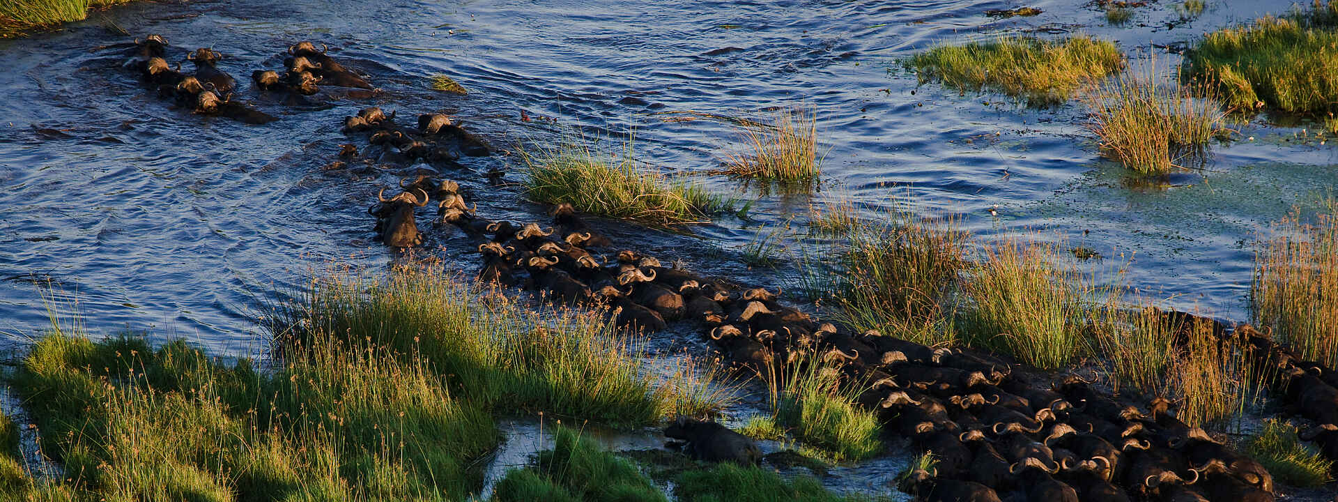 Eine Büffelherde von oben