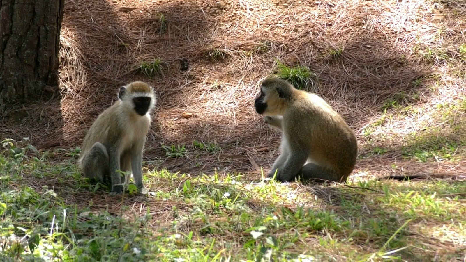 The Retreat Hotel: Affen The Retreat Hotel: Affen