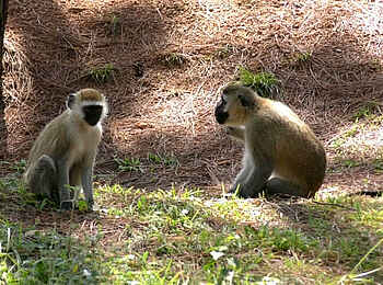 The Retreat Hotel: Affen The Retreat Hotel: Affen