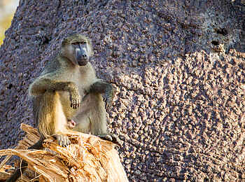 Chikwenya Camp: Pavian