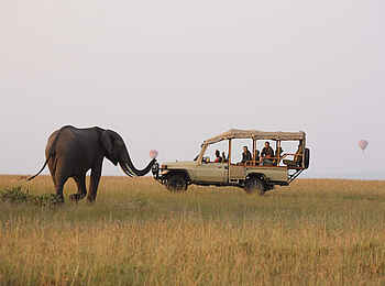 Naibor Camp: Elefant beim Game Drive Naibor Camp: Elefant beim Game Drive