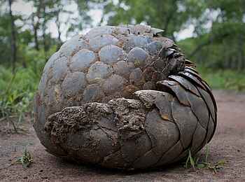 Ntemwa Busanga Bushcamp: Eingerolltes Schuppentier