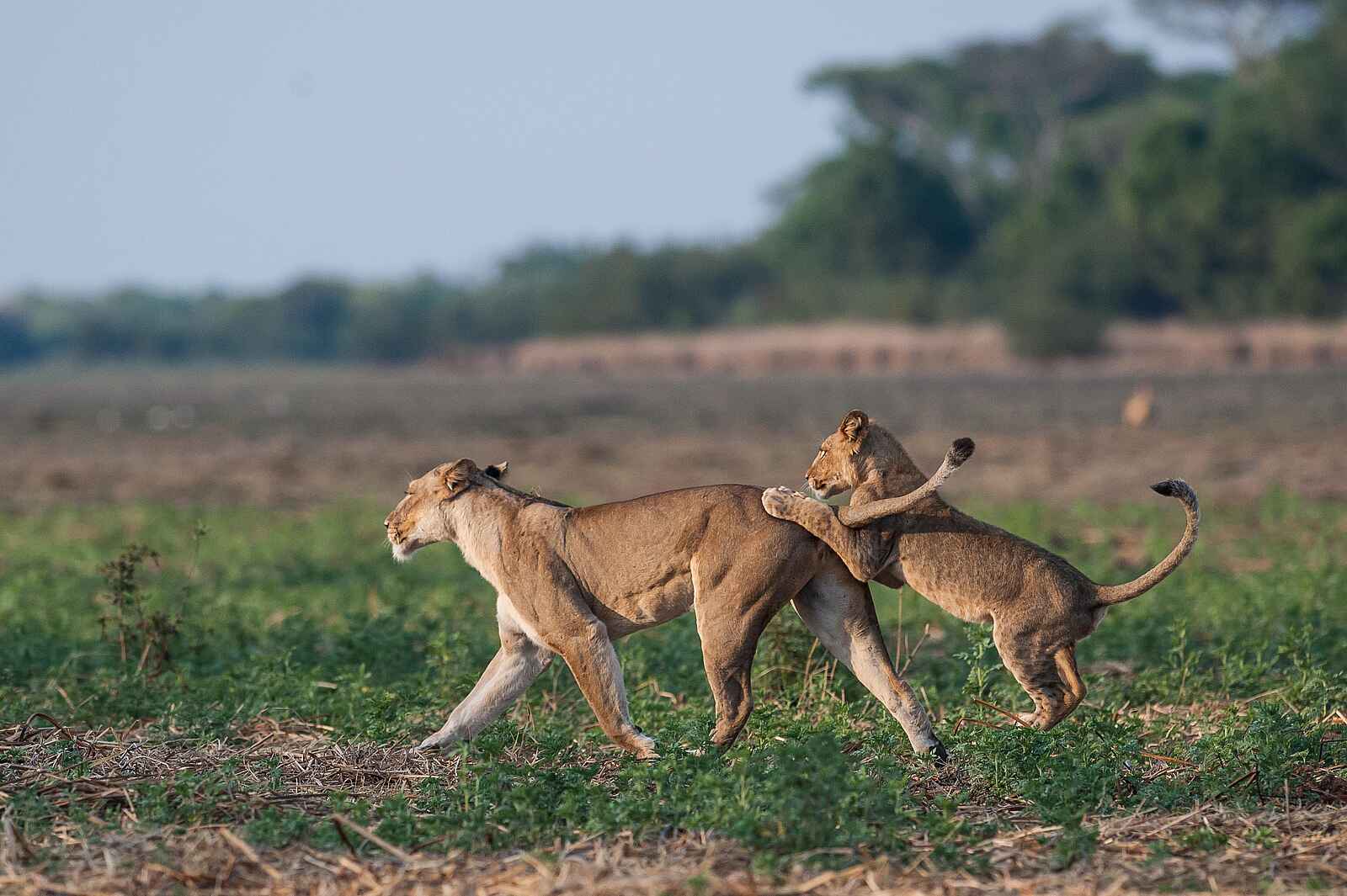 Ntemwa Busanga Bushcamp: Löwin mit ihrem Jungen Ntemwa Busanga Bushcamp: Löwin mit ihrem Jungen