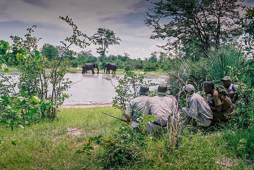 Okavango Guiding School: Blickschutz im Dickicht Okavango Guiding School: Blickschutz im Dickicht