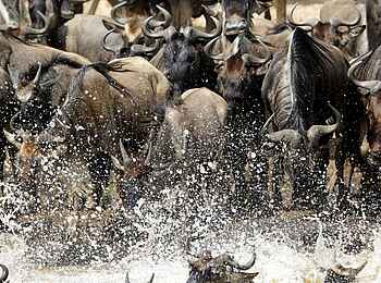 Olare Mara Kempinski: Gnus am Mara River