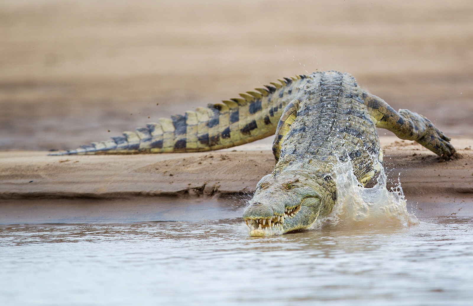 Time + Tide Nsolo: Krokodil auf Tauchgang Time + Tide Nsolo: Krokodil auf Tauchgang