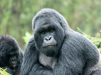 Volcanoes Virunga Lodge: Silverback Volcanoes Virunga Lodge: Silverback