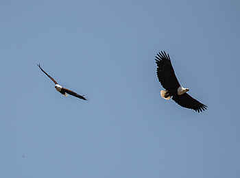 Amanzi Camp: Fliegende Fischadler Amanzi Camp: Fliegende Fischadler