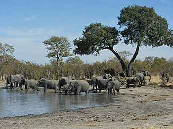 Camp Hwange: Elefanten am Wasserloch