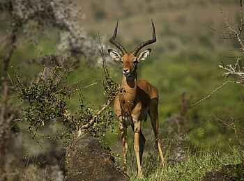 Campi ya Kanzi Lodge: Antilope Campi ya Kanzi Lodge: Antilope