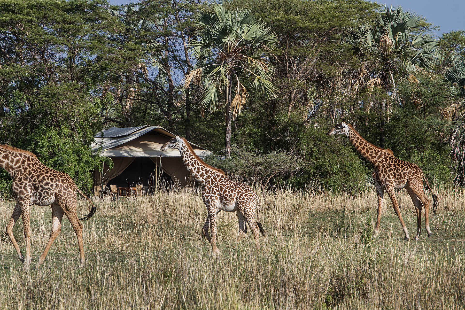 Chem Chem Lodge: Giraffen vor Gästezelt Chem Chem Lodge: Giraffen vor Gästezelt
