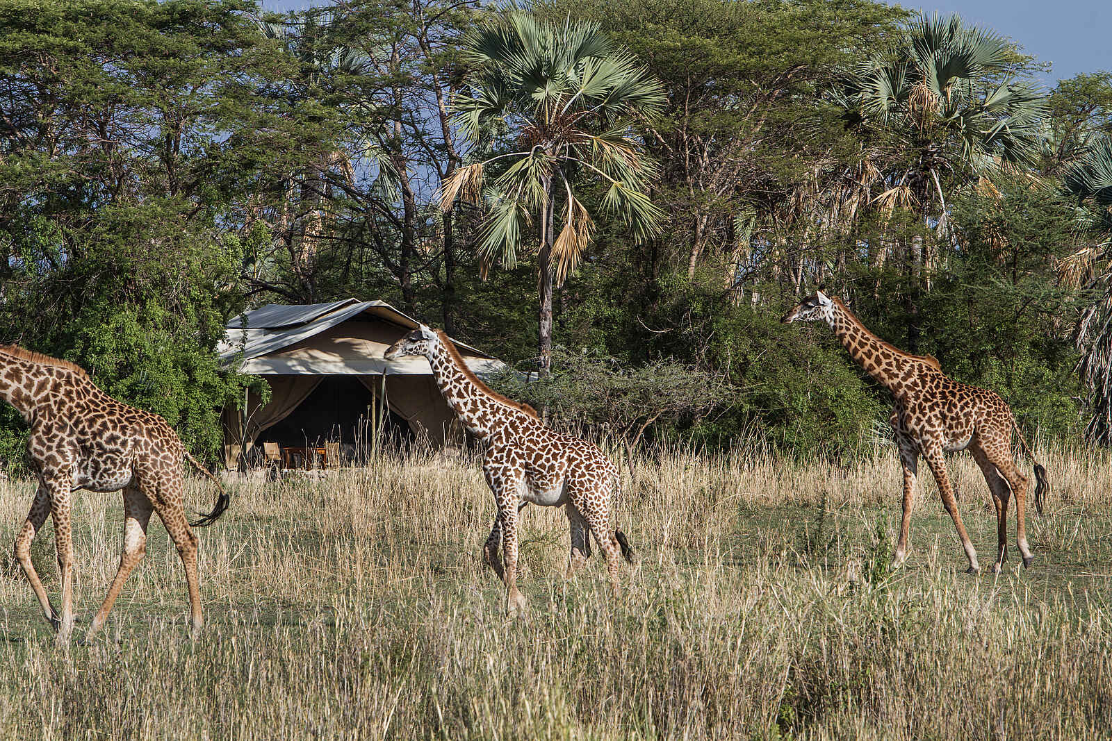 Chem Chem Lodge: Giraffen vor Gästezelt Chem Chem Lodge: Giraffen vor Gästezelt