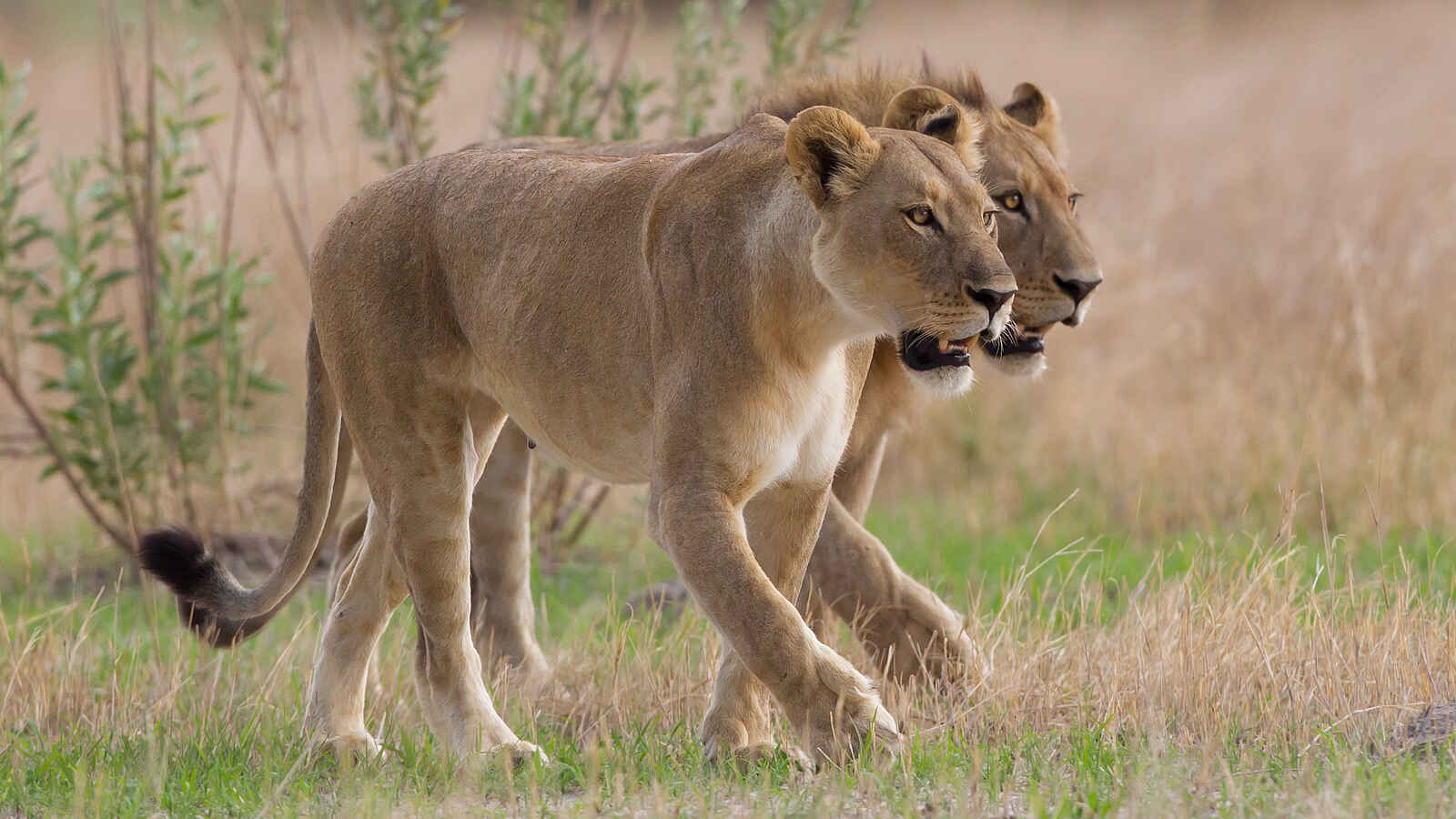 Chitabe Lediba: Löwenpaar Chitabe Lediba: Löwenpaar