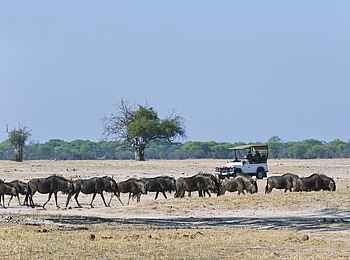 Davison's Camp: Gnus in der trockenen Jahreszeit Davison's Camp: Gnus in der trockenen Jahreszeit