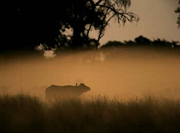 Duba Plains Camp: Büffel 