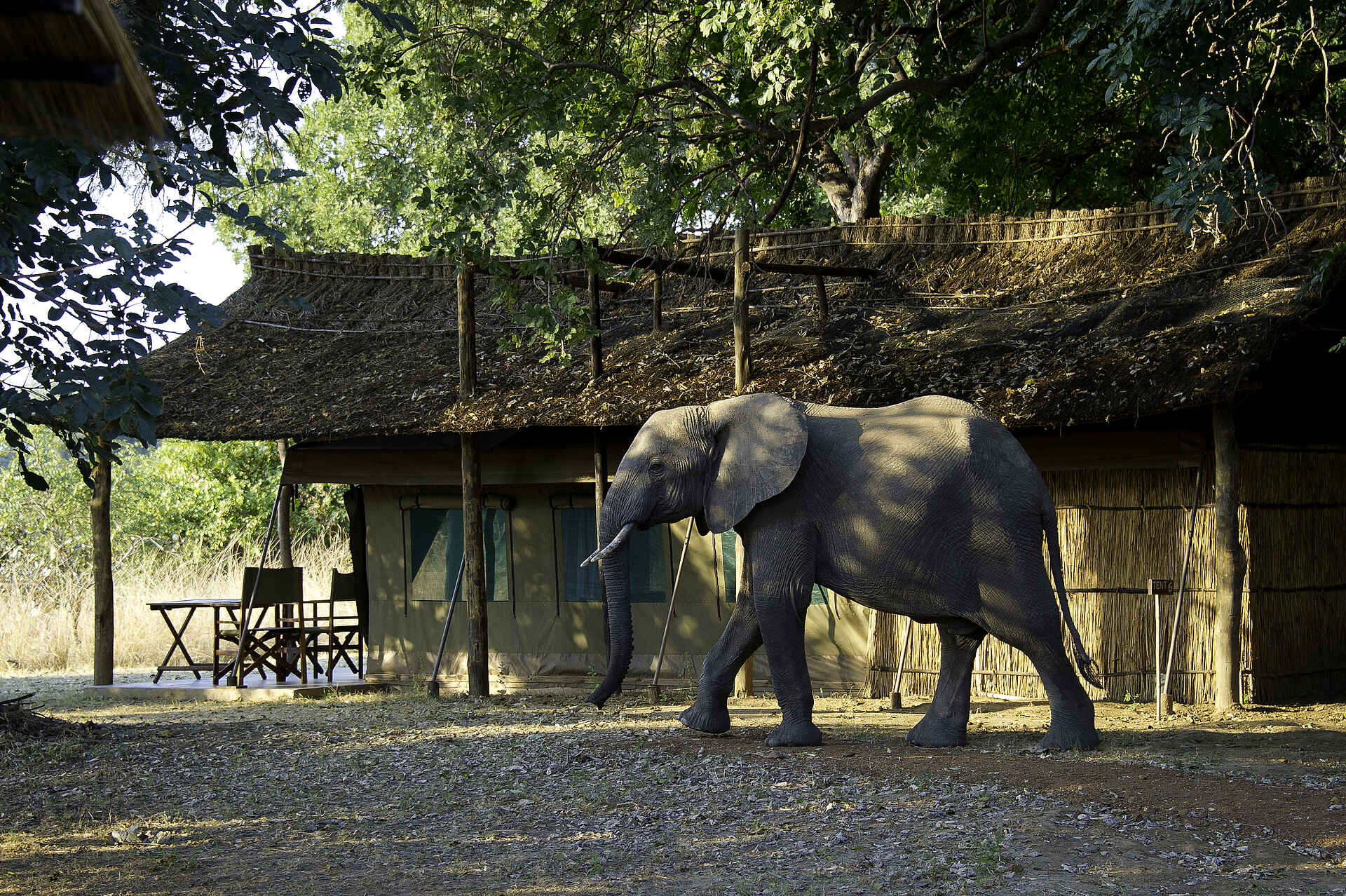 Flatdogs Camp: Seitenansicht eines Zeltes mit Elefant
