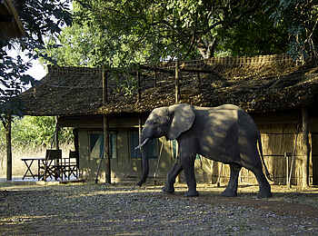 Flatdogs Camp: Seitenansicht eines Zeltes mit Elefant Flatdogs Camp: Seitenansicht eines Zeltes mit Elefant