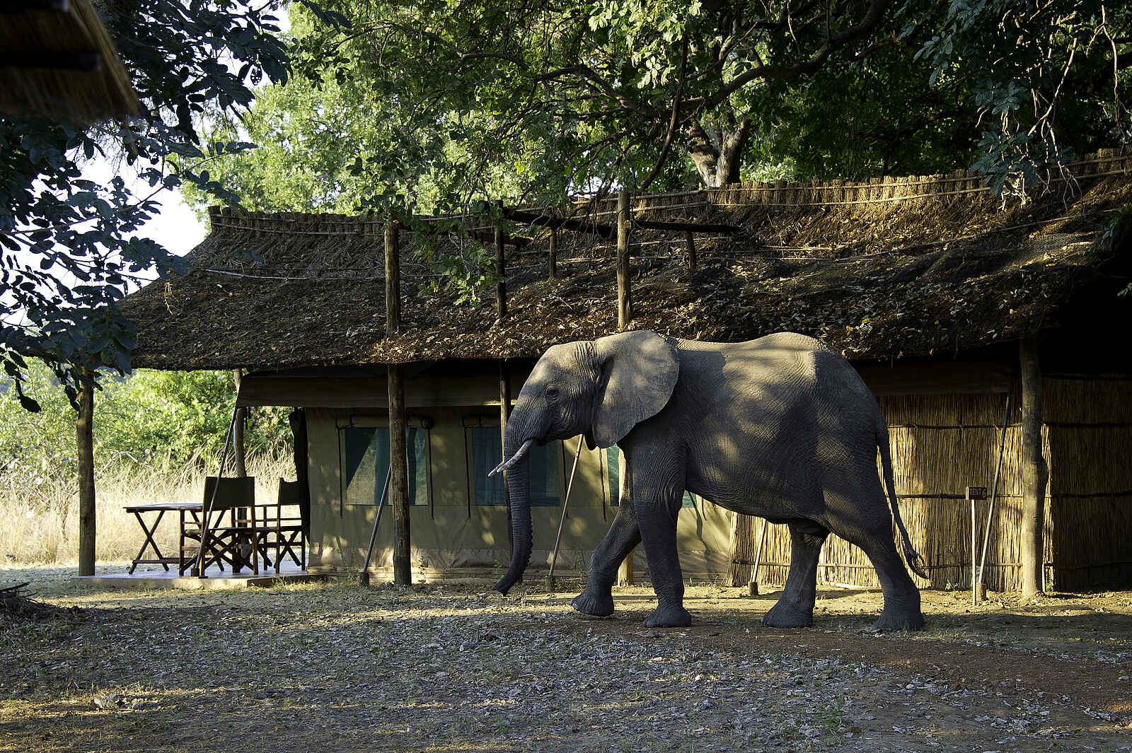 Flatdogs Camp: Seitenansicht eines Zeltes mit Elefant Flatdogs Camp: Seitenansicht eines Zeltes mit Elefant