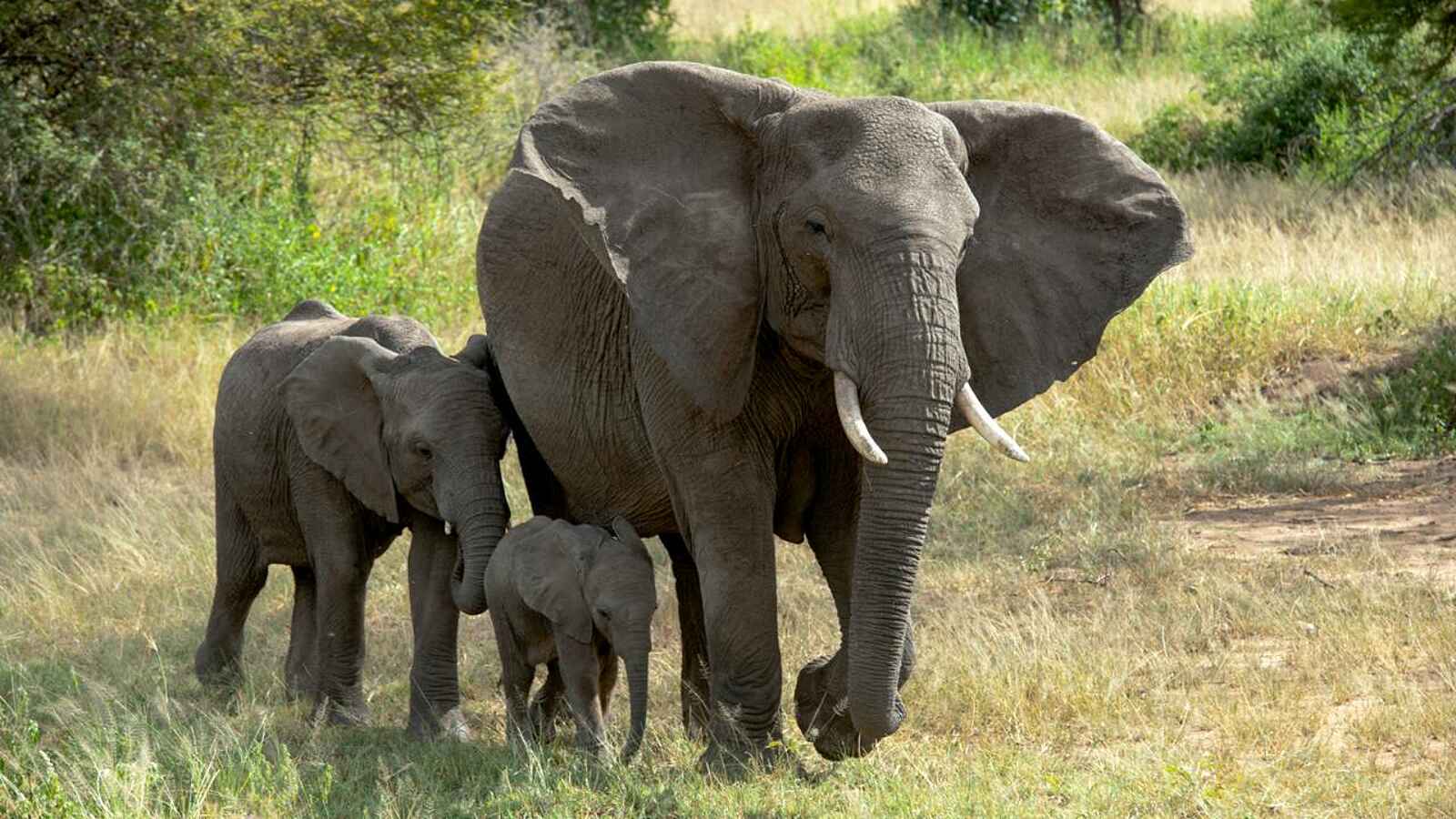 Four Seasons Safari Lodge: Elefantenfamilie Four Seasons Safari Lodge: Elefantenfamilie