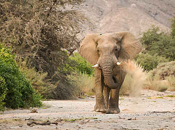 Hoanib Elephant Camp: Ein Wüstenelefant Hoanib Elephant Camp: Ein Wüstenelefant