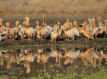 Island Bush Camp: Pelikane Island Bush Camp: Pelikane