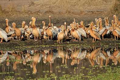 Island Bush Camp: Pelikane